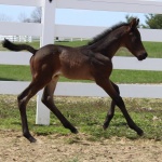 HOT BOSTON NIGHTS - colt out of Boston Invitation (Owner: The Blanton Family)